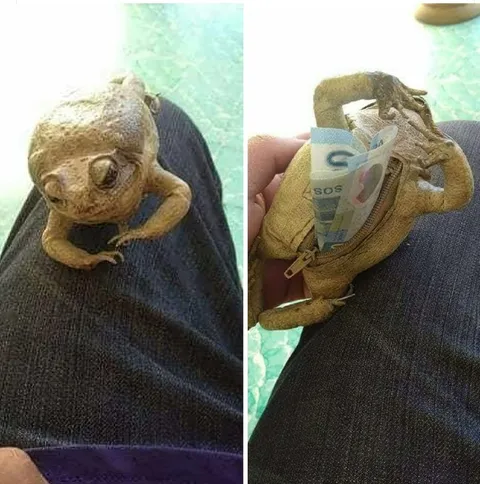 Лягушка достаёт деньги