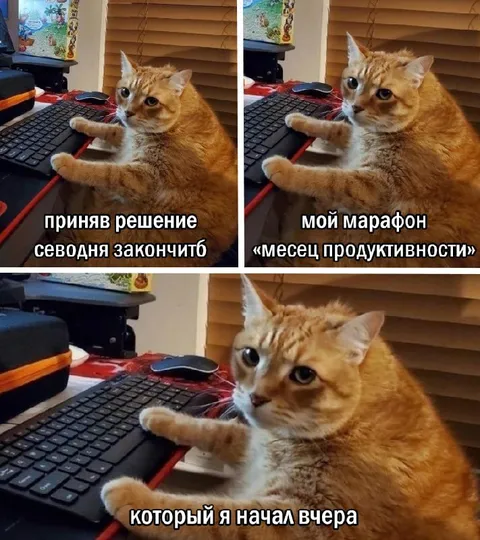 Марафон продуктивности с котом