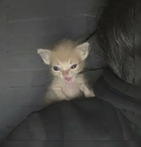 Котёнок громко кричит