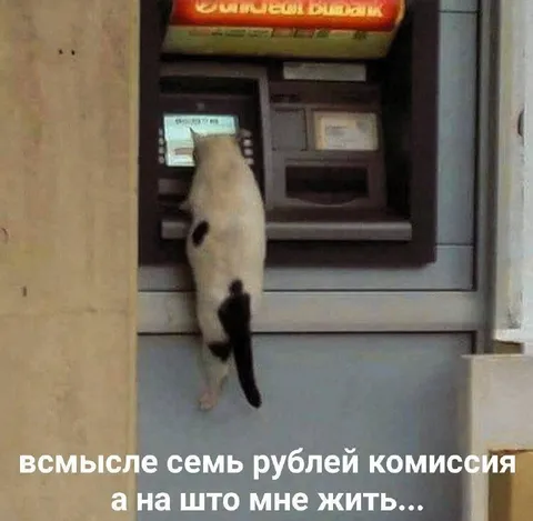 Кот и комиссия семь рублей