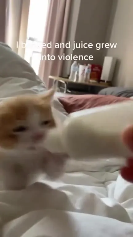 Kitten Turns Milk Into Violence