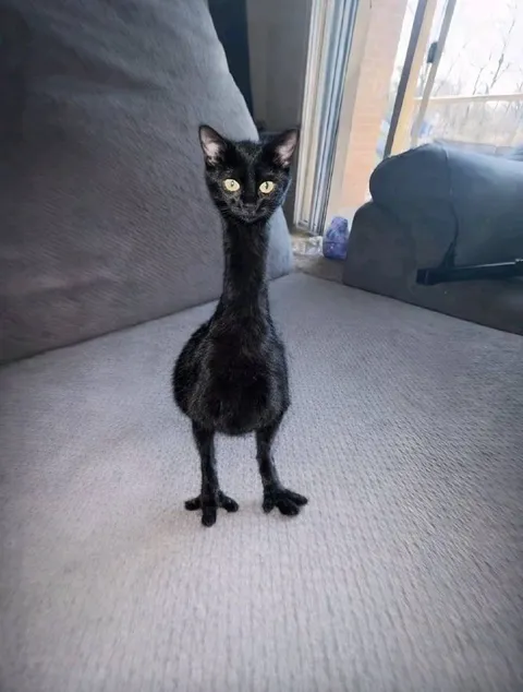Кот с невероятно длинными ногами