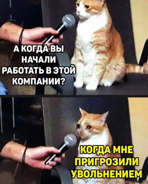 Кот на собеседовании о работе