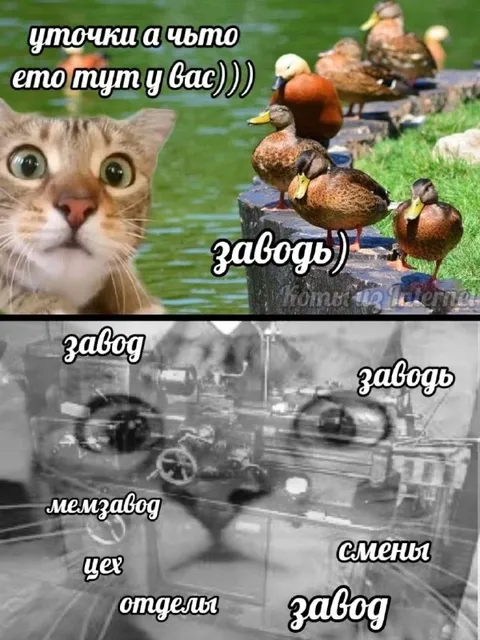 Уточки и завод