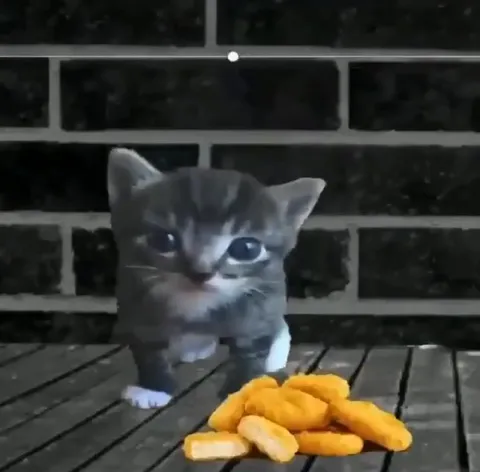Котёнок танцует среди еды