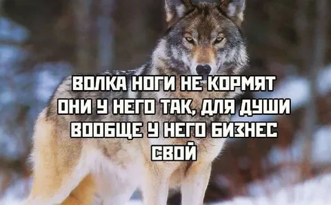 У волка свой бизнес
