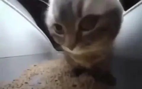 Кот загадочно приближается к камере