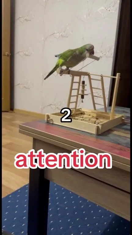 Parrot Fails the Attention Test