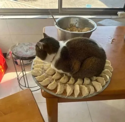 Кот среди пельменей