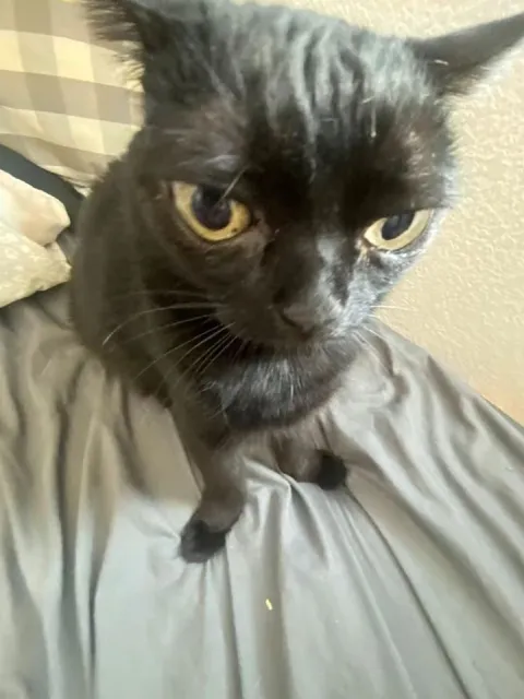 Сердитый чёрный кот