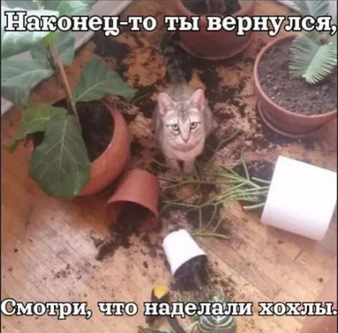 Кот среди разгромленных растений