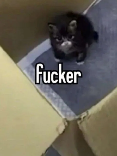 Fucker Cat Reaction