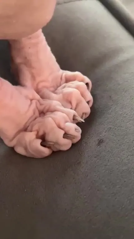 Лысый кот с характером