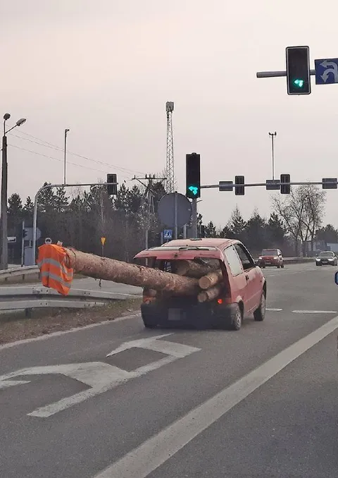Дерево в багажнике