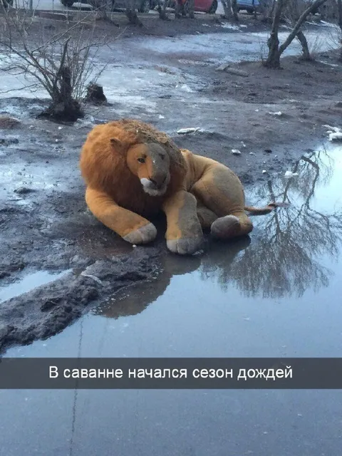 Лев лежит в грязи