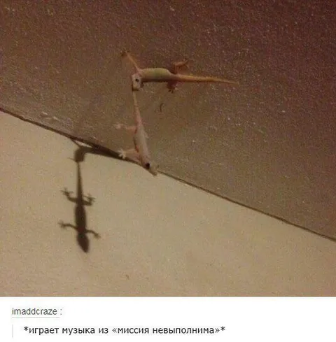 Ящерицы на секретной миссии