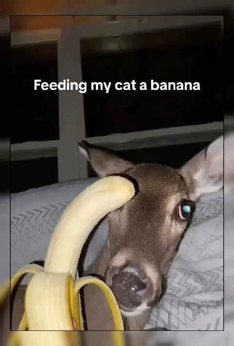 Feeding My Cat a Banana