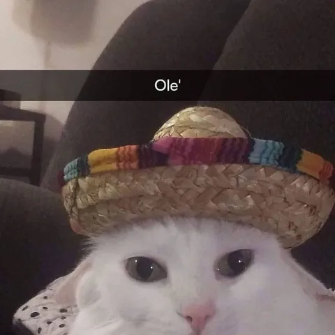Gato con sombrero