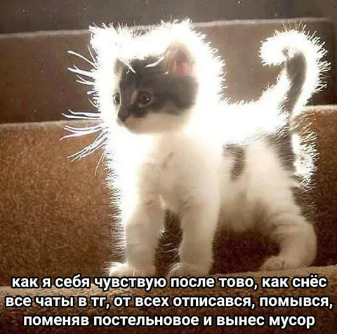 Кот после уборки жизни