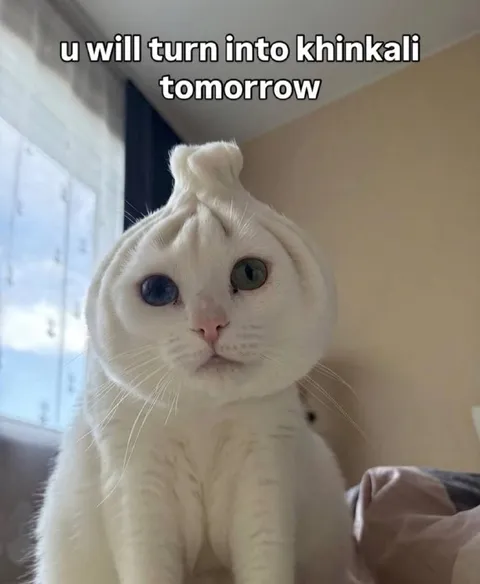 Cat Turns Into Khinkali