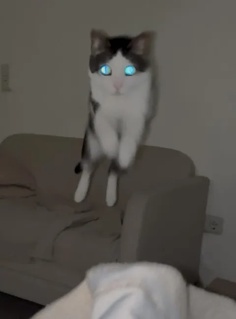 Кот с сияющими глазами