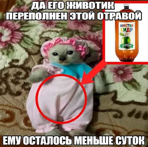 Животик переполнен отравой