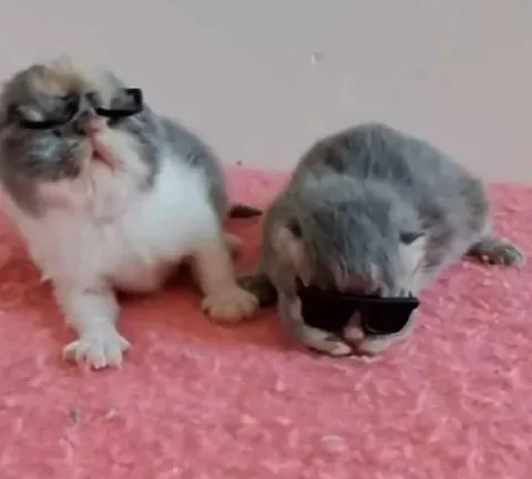 Котята в солнечных очках