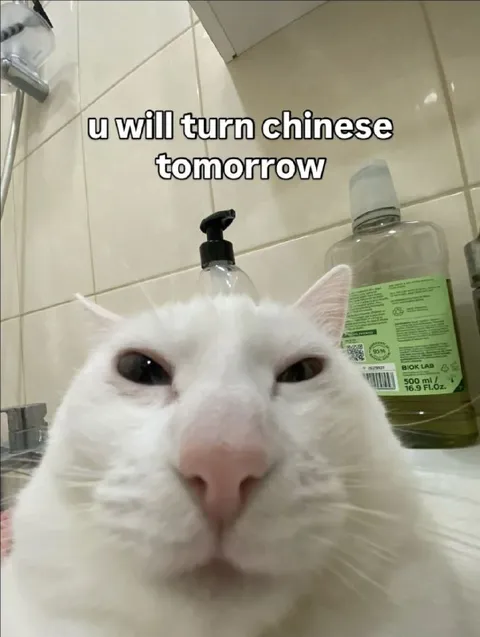 Cat Will Turn Chinese Tomorrow