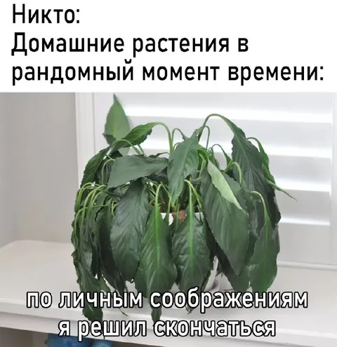 Домашнее растение сдалось