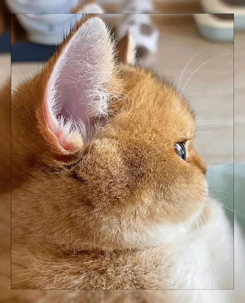 Кот с огромными ушами