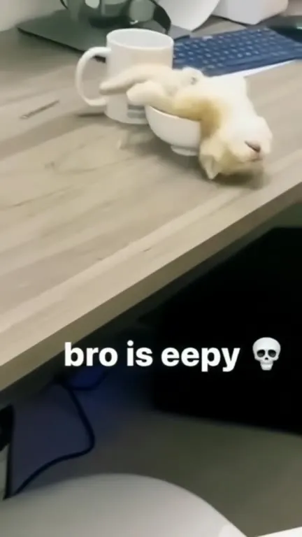 Bro Is Eepy Cat