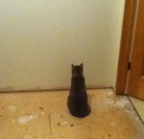 Кот смотрит в стену