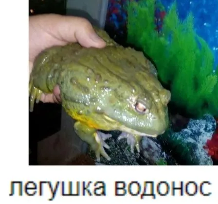 Лепушка водонос