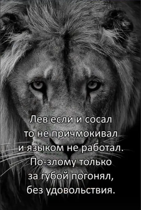 Лев без удовольствия