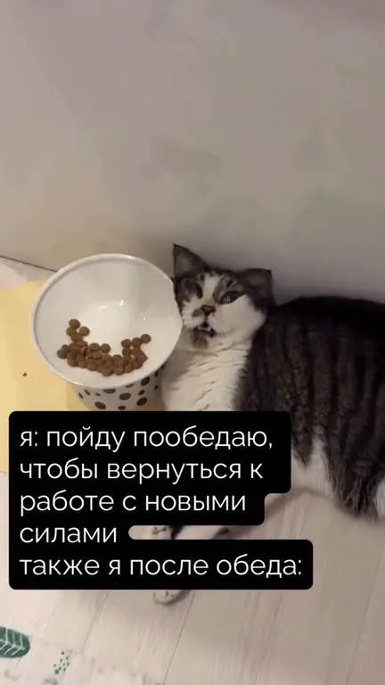 Кот после обеда