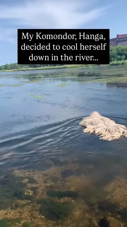 Komondor Swimming Like a Mop