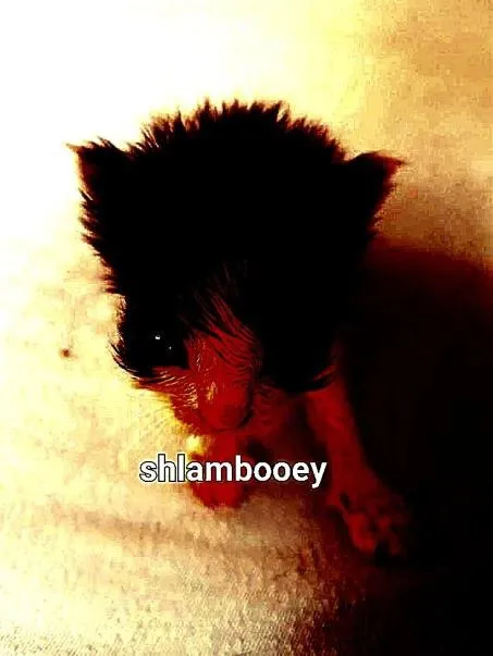 Shlambooey Cat