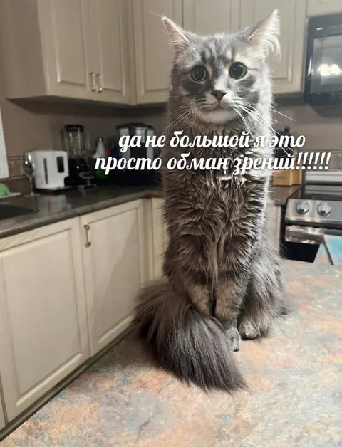 Большой кот — обман зрения