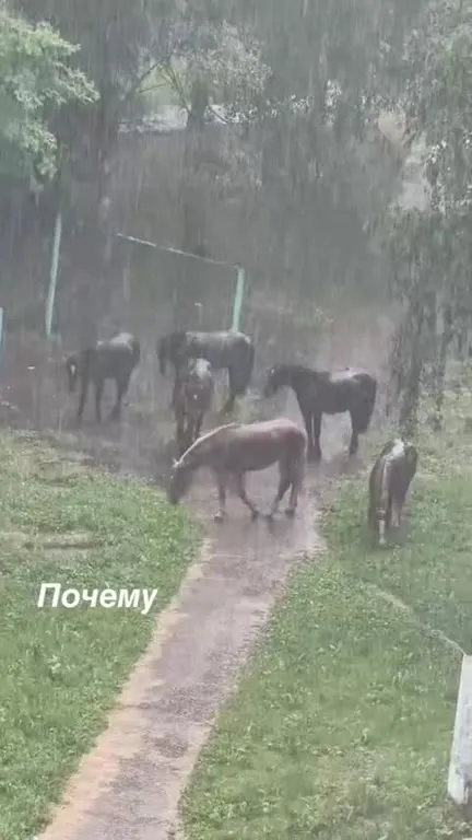 Лошади не выдерживают дождь