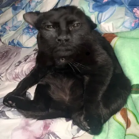 Чёрный кот в странной позе