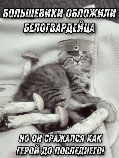 Кот-белогвардеец среди грибов