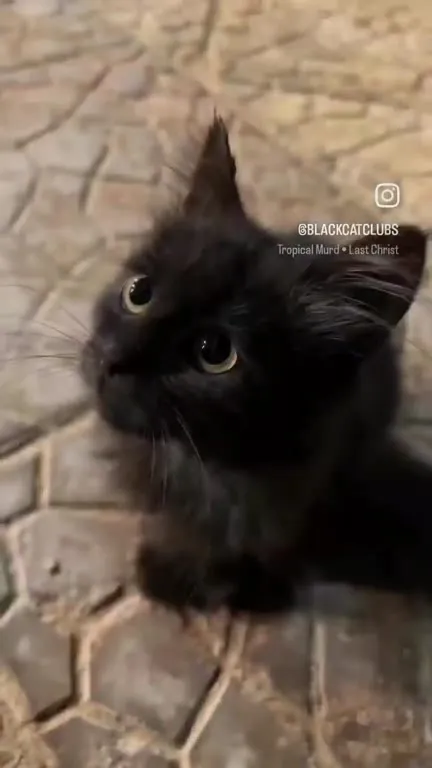 Котик под Last Christmas