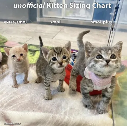 Unofficial Kitten Sizing Chart