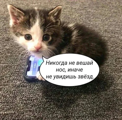 Котёнок и звёзды