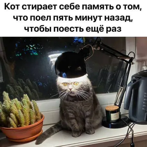Кот забыл, что поел