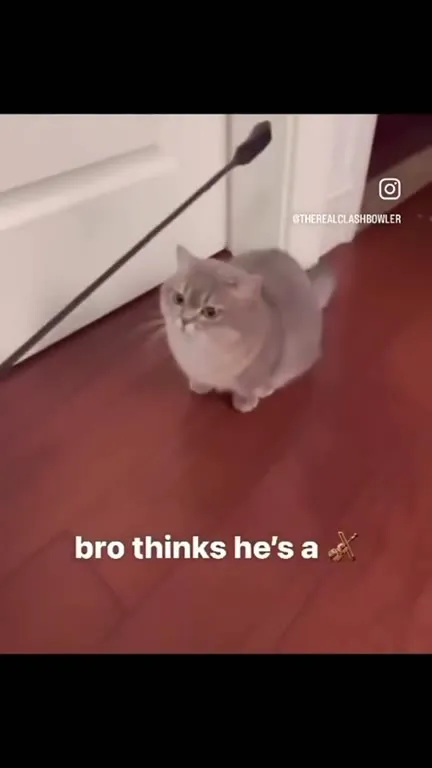 Cat Thinks He’s a Warrior