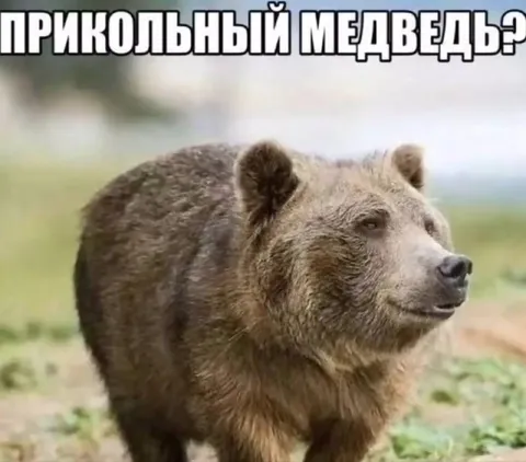 Прикольный медведь