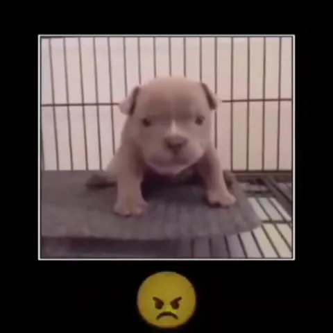 Щенок танцует под музыку