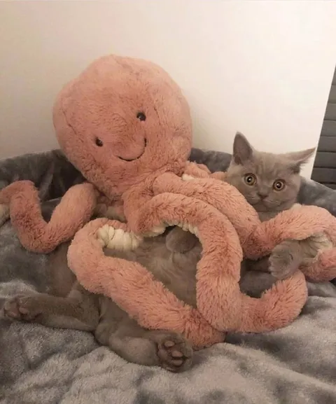 Кот в объятиях осьминога