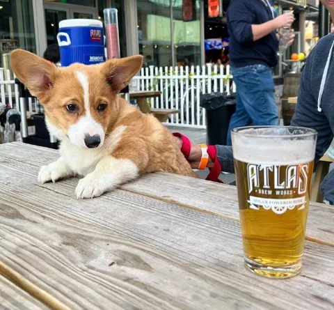 Corgi at the Beer Garden
